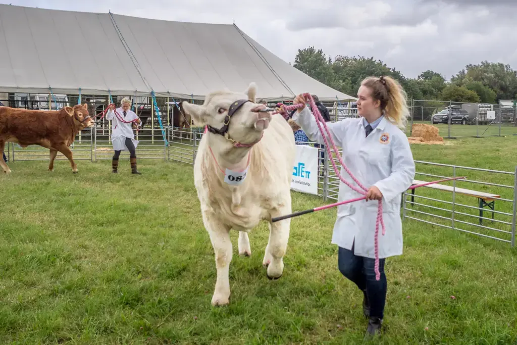 Cattle on display in the livestock pens at The Chertsey Show