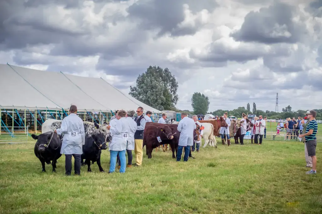 A handler presenting a prize cow to the judges in the cattle ring
