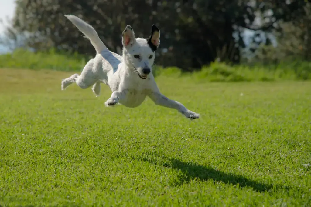 A lively dog bounding across the grass at full stretch