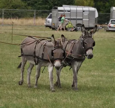 A donkey being shown by its handler in the livestock ring
