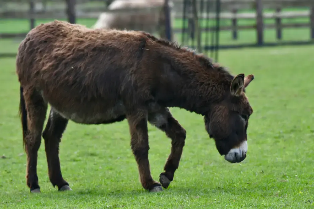 A donkey and its owner taking part in the donkey classes at the show