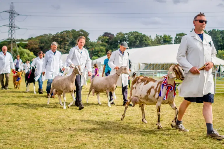A goat on display in the livestock section at the show