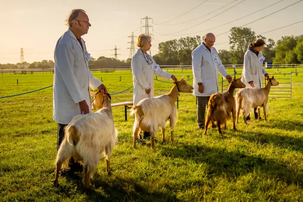 A handler showing a goat to the judges during the goat classes