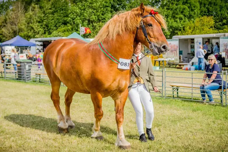 A heavy draft horse with feathered legs harnessed and on display at the show