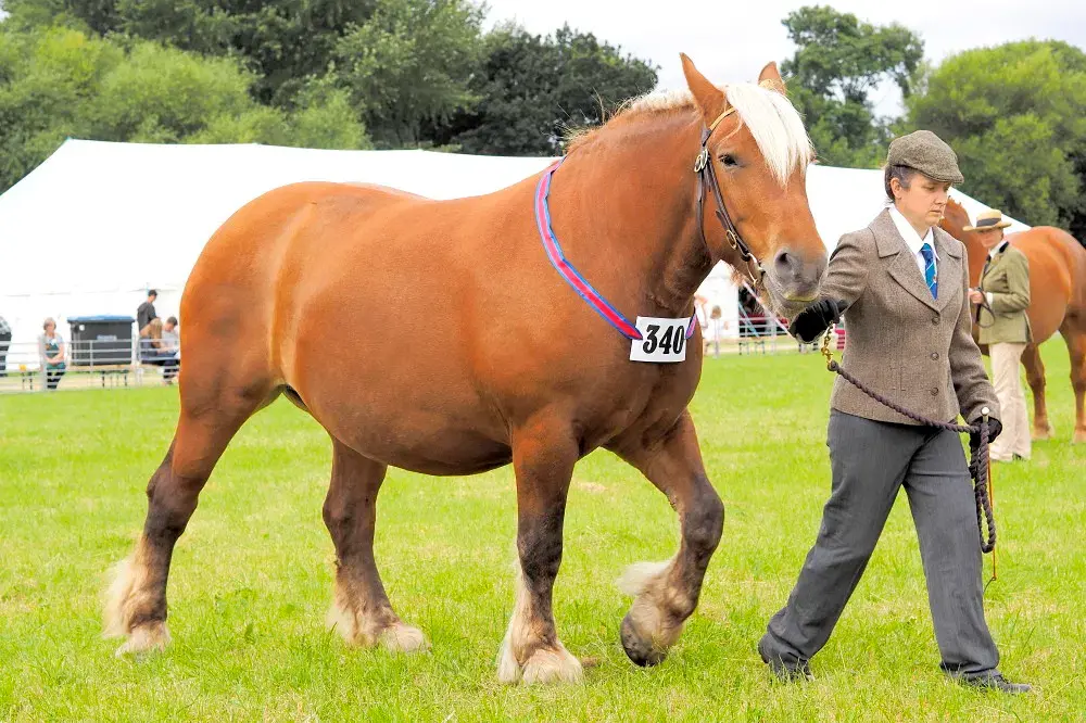 A handler leading a heavy horse around the show ring during judging