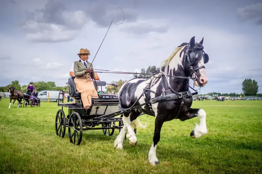 A light horse pulling a carriage with its driver during a driving display