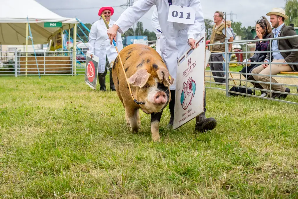 A pig in its pen in the livestock section at The Chertsey Show