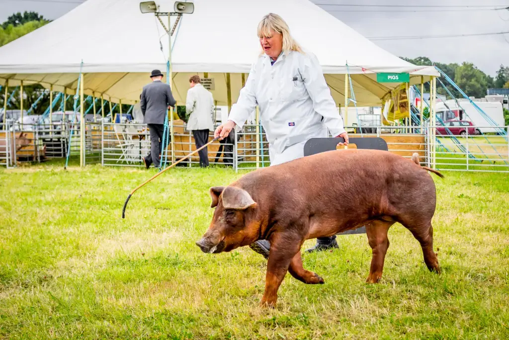 A handler guiding a pig in front of the judges during the pig classes