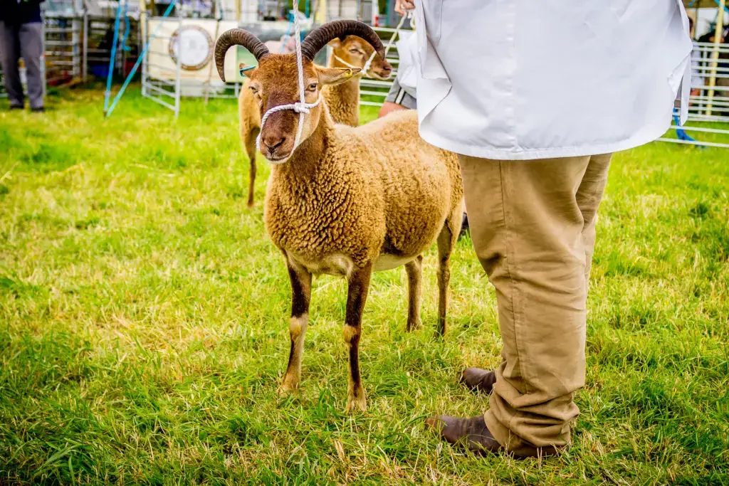 Sheep penned and on show in the livestock section at the show