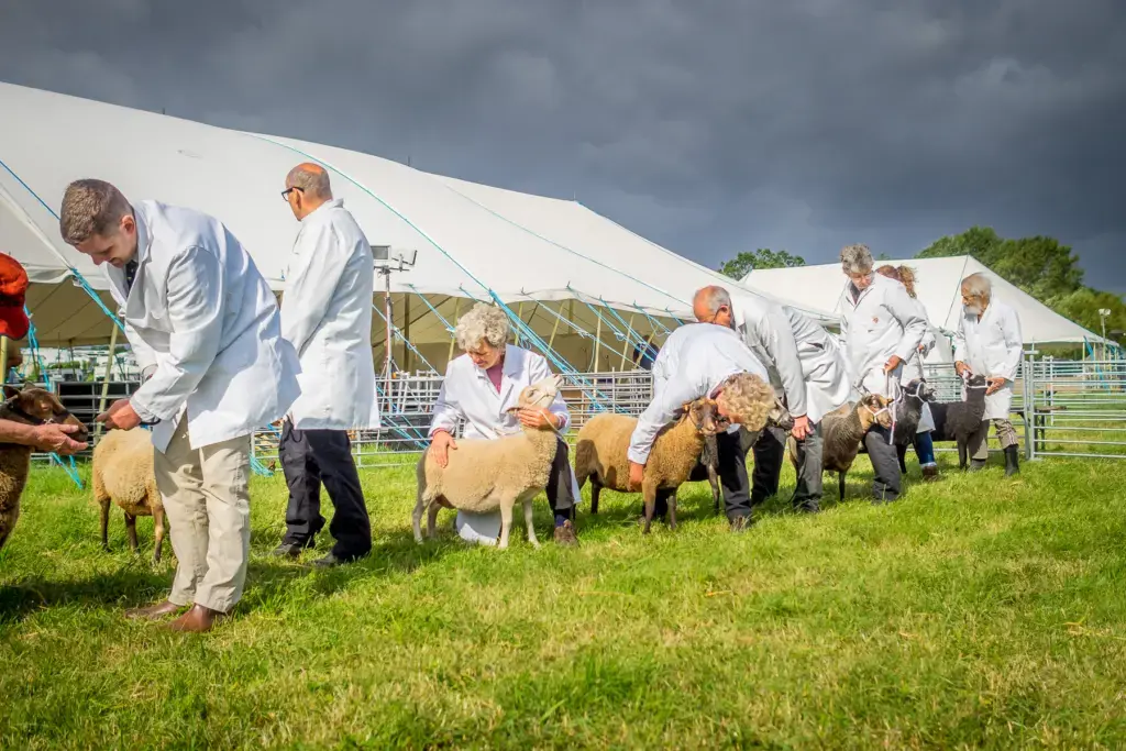 A farmer holding a sheep steady for the judges during the sheep classes