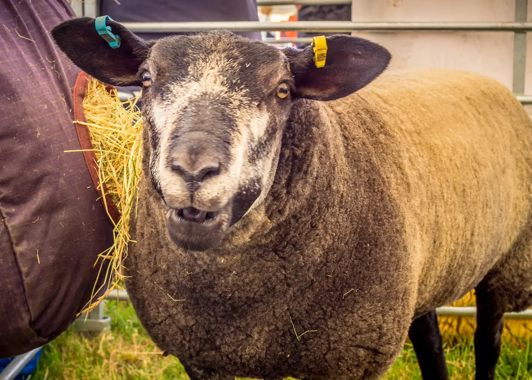 Sheep