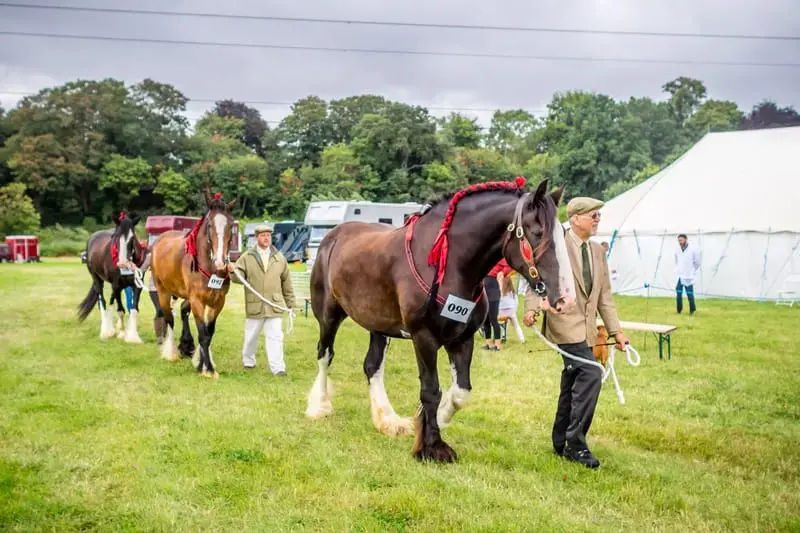 A show horse being presented before the judges in the main ring